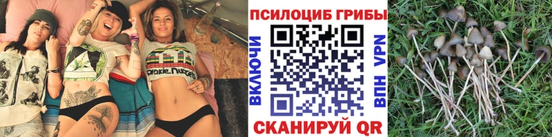 Псилоцибиновые грибы Psilocybine cubensis Коммунар